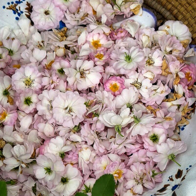 Ervas, Flores e Raízes