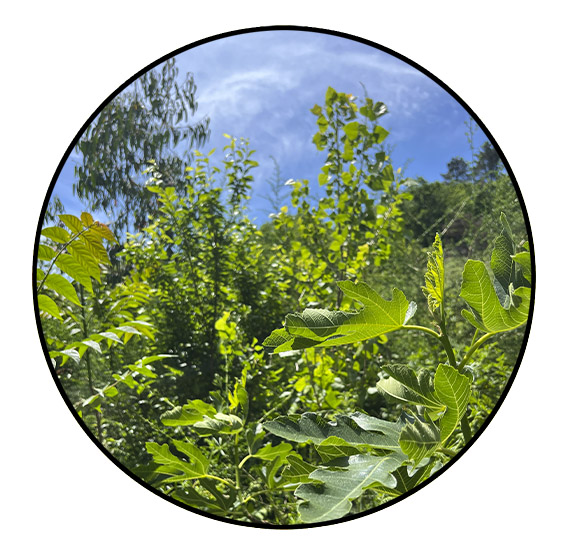 agroec5