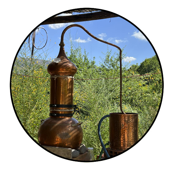 herbalismo