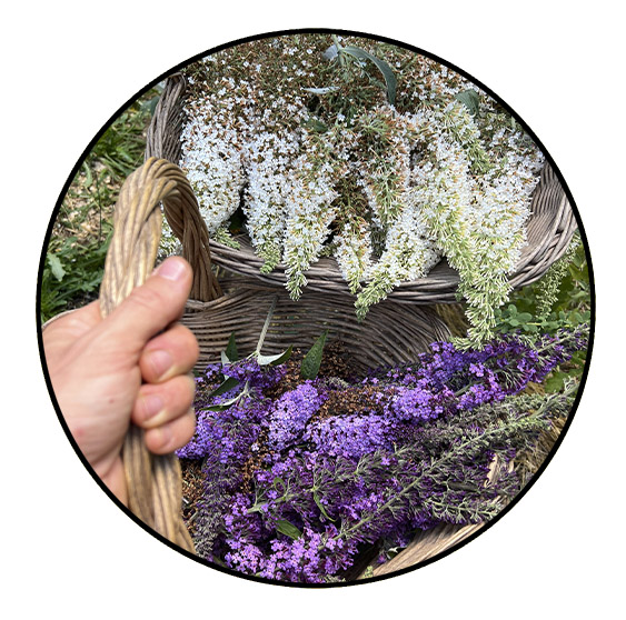 herbalismo2