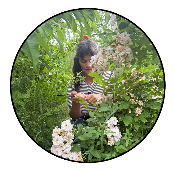 herbalismo4